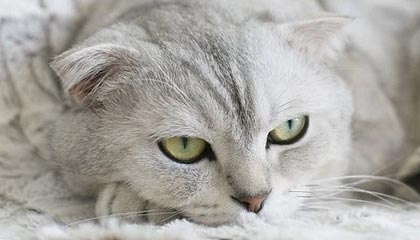 萨尔布吕肯俱乐部：樊振东将在本赛季结束后离开球队|乒乓球|德国|合作|球员|赛事_新浪体育_新浪新闻